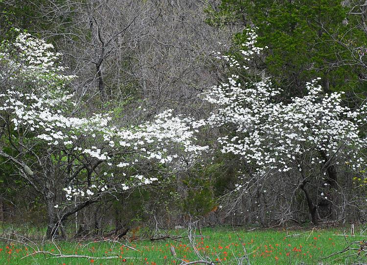 Cornus_florida_plant2.jpg