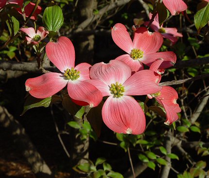 Cornus_florida_rosea_flowers.jpg