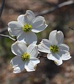 Cornus florida thumbnail