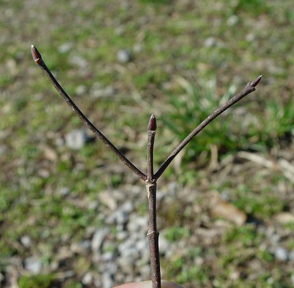 Cornus_florida_twig.jpg