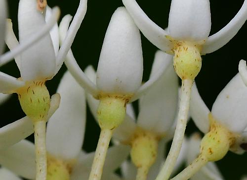 Cornus_foemina_calyces.jpg