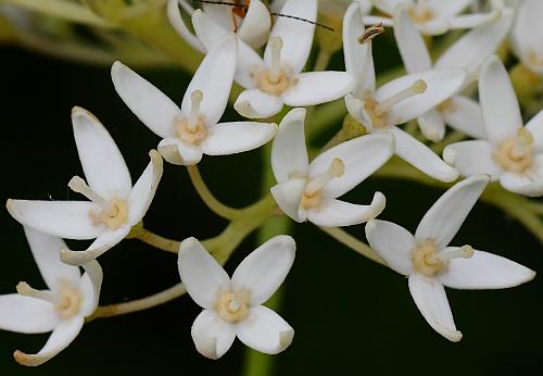 Cornus_foemina_flowers.jpg