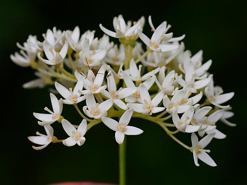 Cornus_foemina_inflorescence.jpg