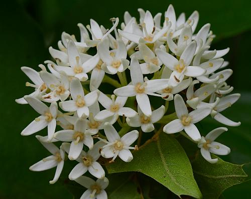 Cornus_foemina_inflorescence2.jpg