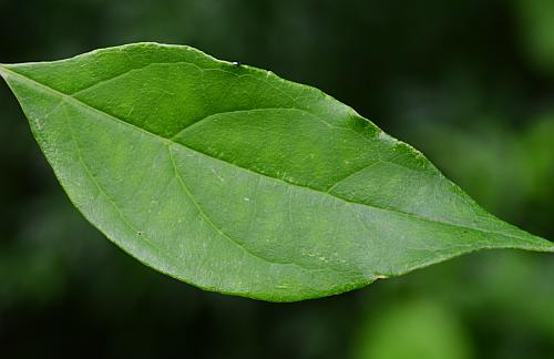 Cornus_foemina_leaf1.jpg