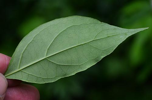 Cornus_foemina_leaf2.jpg