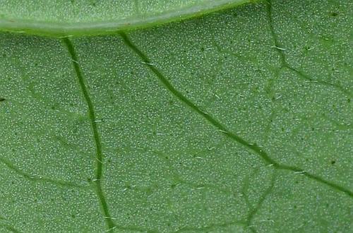 Cornus_foemina_leaf2a.jpg