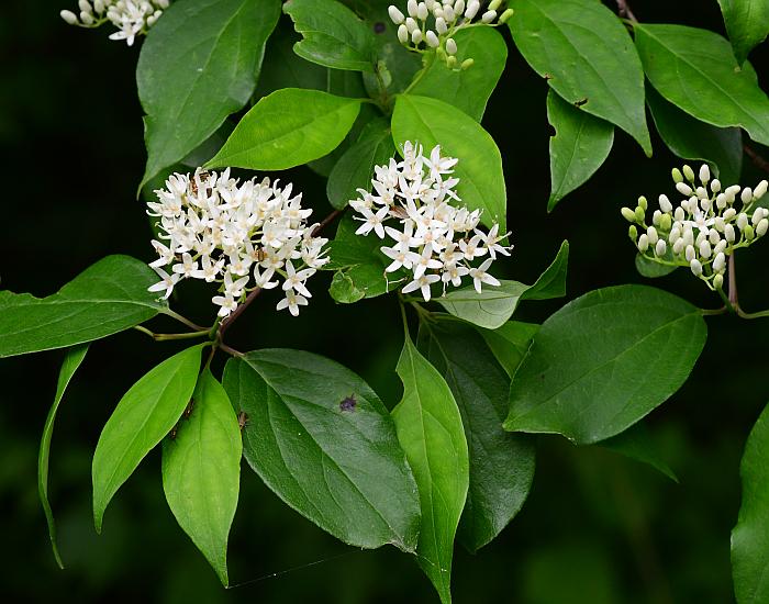 Cornus_foemina_plant.jpg