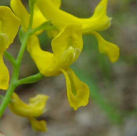 Corydalis_aurea_ssp_occidentalis_flower_front.jpg