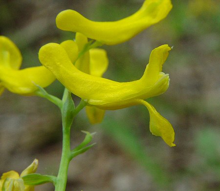 Corydalis_aurea_ssp_occidentalis_flower_side.jpg