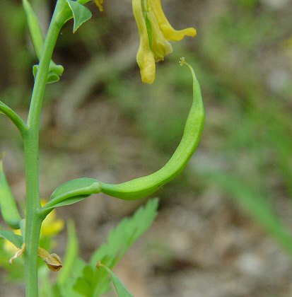 Corydalis_aurea_ssp_occidentalis_fruit.jpg