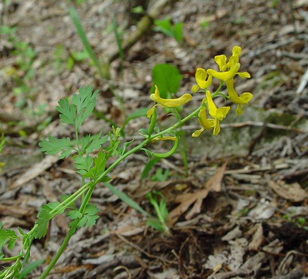 Corydalis_aurea_ssp_occidentalis_plant.jpg