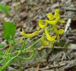 Corydalis aurea ssp. occidentalis thumbnail