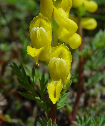 Corydalis_crystallina_flower.jpg