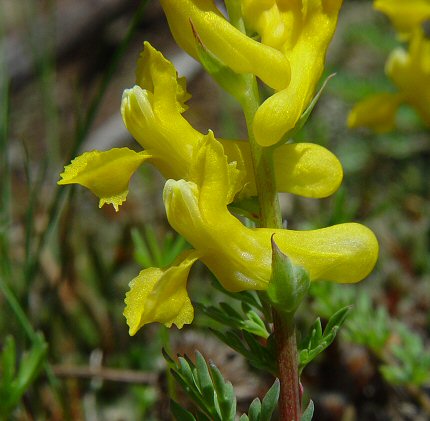 Corydalis_crystallina_flower2.jpg