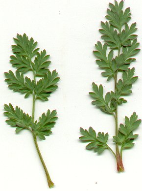 Corydalis_crystallina_leaves.jpg