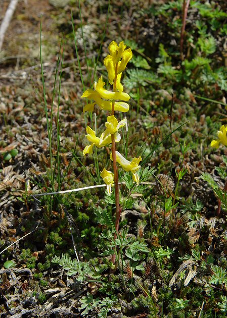 Corydalis_crystallina_plant.jpg