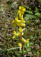 Corydalis crystallina thumbnail