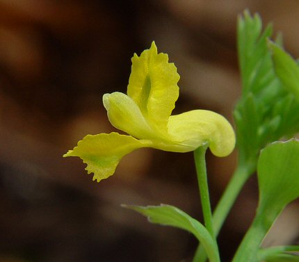 Corydalis_flavula_flower.jpg