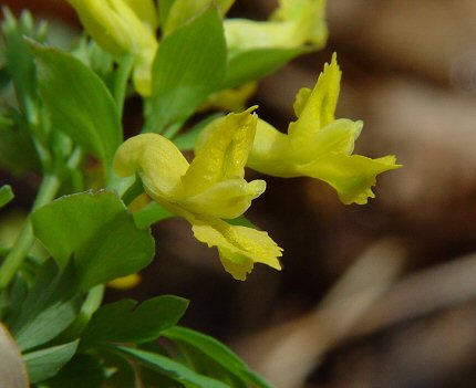 Corydalis_flavula_flower2.jpg