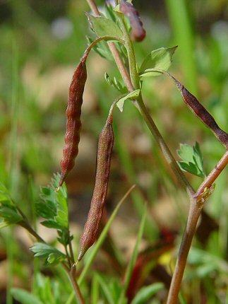 Corydalis_flavula_fruits.jpg