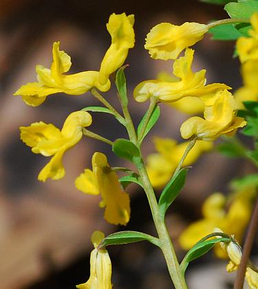 Corydalis_flavula_inflorescence.jpg