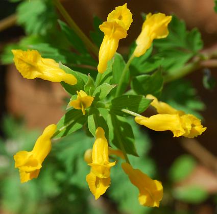 Corydalis_flavula_inflorescence2.jpg