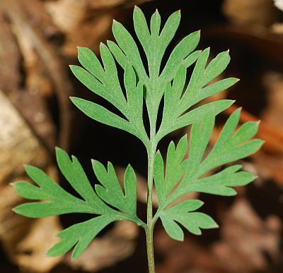 Corydalis_flavula_leaf1.jpg