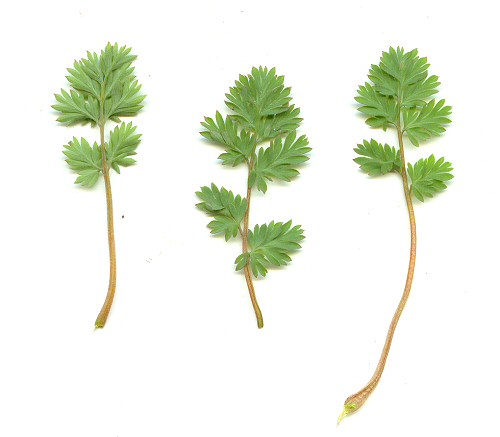 Corydalis_flavula_leaves.jpg