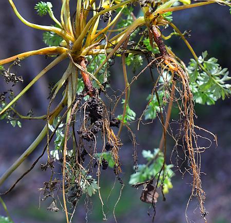 Corydalis_flavula_roots.jpg