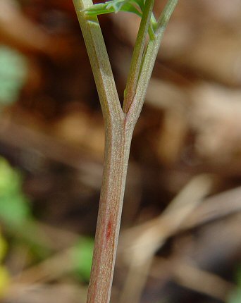 Corydalis_flavula_stem.jpg