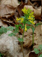 Corydalis flavula thumbnail