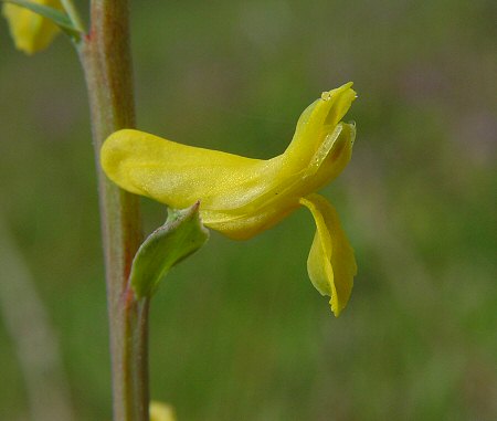 Corydalis_micrantha_ssp_australis_flower.jpg