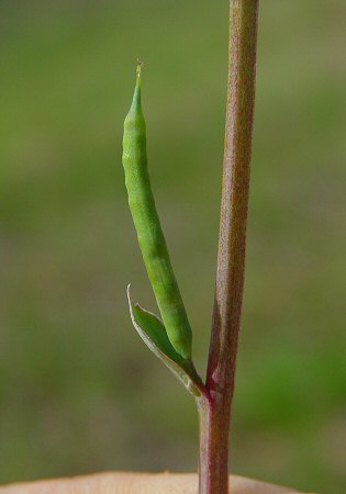 Corydalis_micrantha_ssp_australis_fruit.jpg