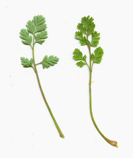 Corydalis_micrantha_ssp_australis_leaves.jpg