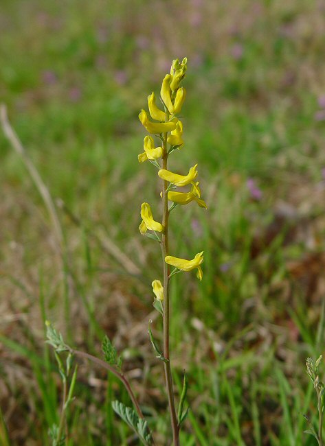 Corydalis_micrantha_ssp_australis_plant.jpg