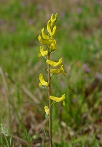 Corydalis micrantha ssp. australis thumbnail