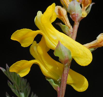 Corydalis_micrantha_ssp_micrantha_flower1.jpg