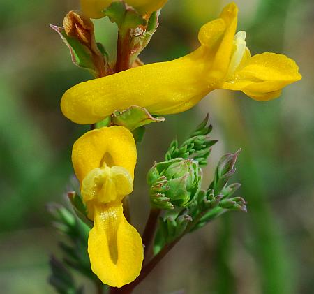 Corydalis_micrantha_ssp_micrantha_flower2.jpg