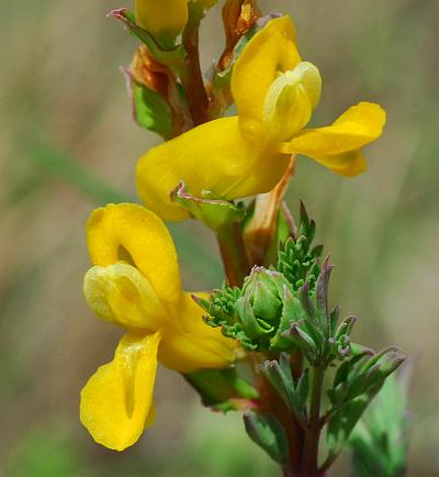 Corydalis_micrantha_ssp_micrantha_flower3.jpg