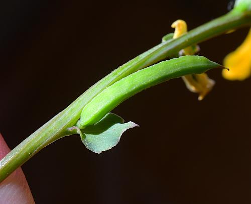 Corydalis_micrantha_ssp_micrantha_fruit1.jpg