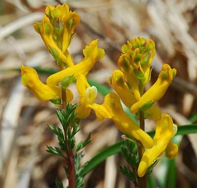 Corydalis_micrantha_ssp_micrantha_inflorescence.jpg