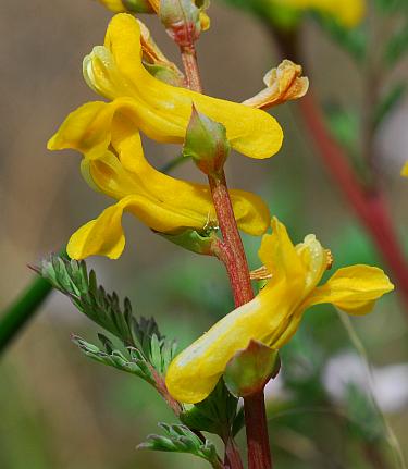 Corydalis_micrantha_ssp_micrantha_inflorescence2.jpg