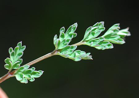 Corydalis_micrantha_ssp_micrantha_leaf1.jpg