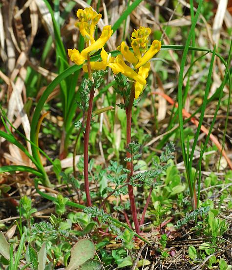 Corydalis_micrantha_ssp_micrantha_plant.jpg