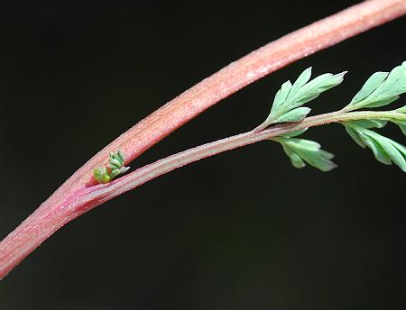 Corydalis_micrantha_ssp_micrantha_stem.jpg