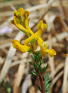 Corydalis micrantha ssp. micrantha thumbnail