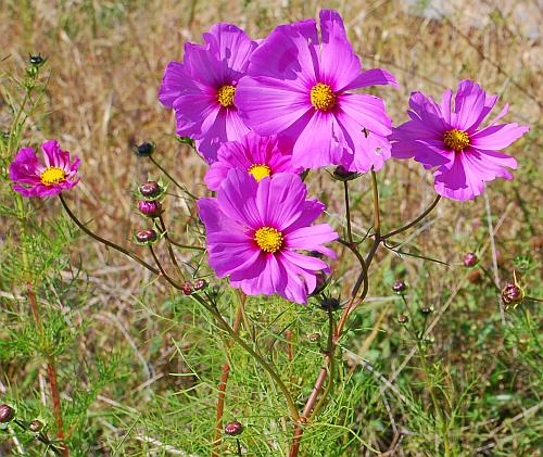 Cosmos_bipinnatus_inflorescence.jpg