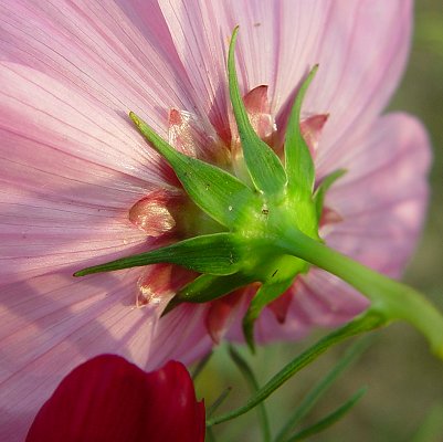 Cosmos_bipinnatus_involucre.jpg