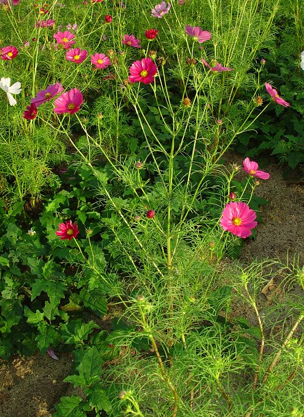 Cosmos_bipinnatus_plant.jpg